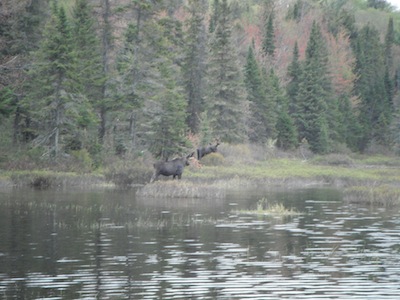 moose